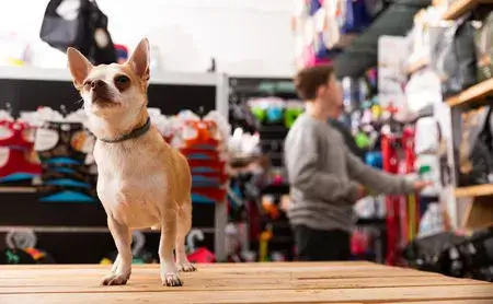 animalerie-petit-chien